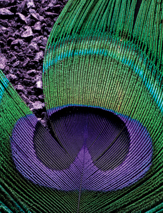 MAC Peacocky Collection 2010