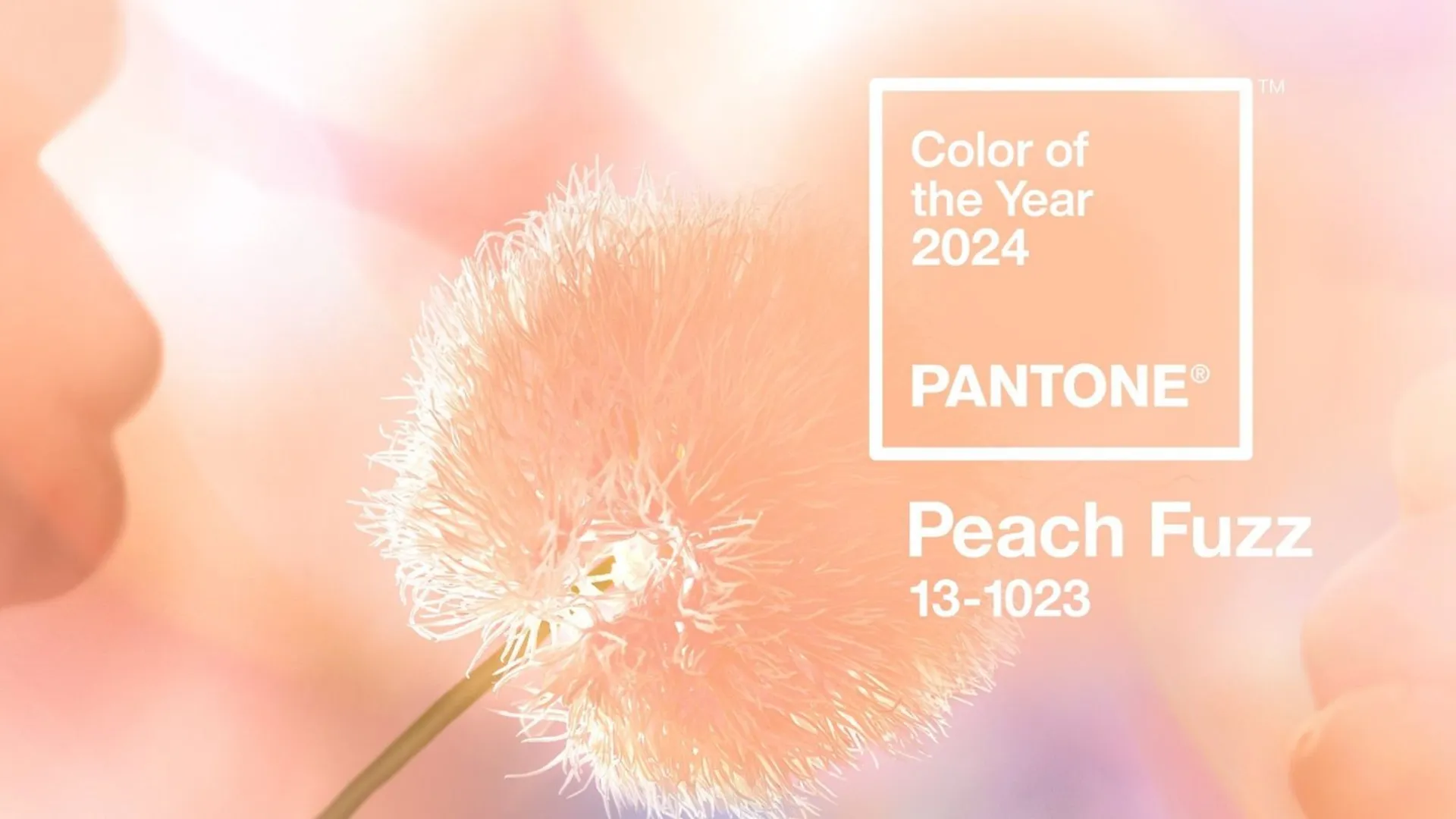 PANTONE Color of the Year 2024: Peach Fuzz kaufen in Deutschland