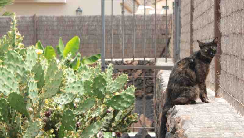 Best of Fuerteventura (3)