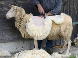 Enthaarung Teil I: Jeder tut es - aber warum eigentlich???