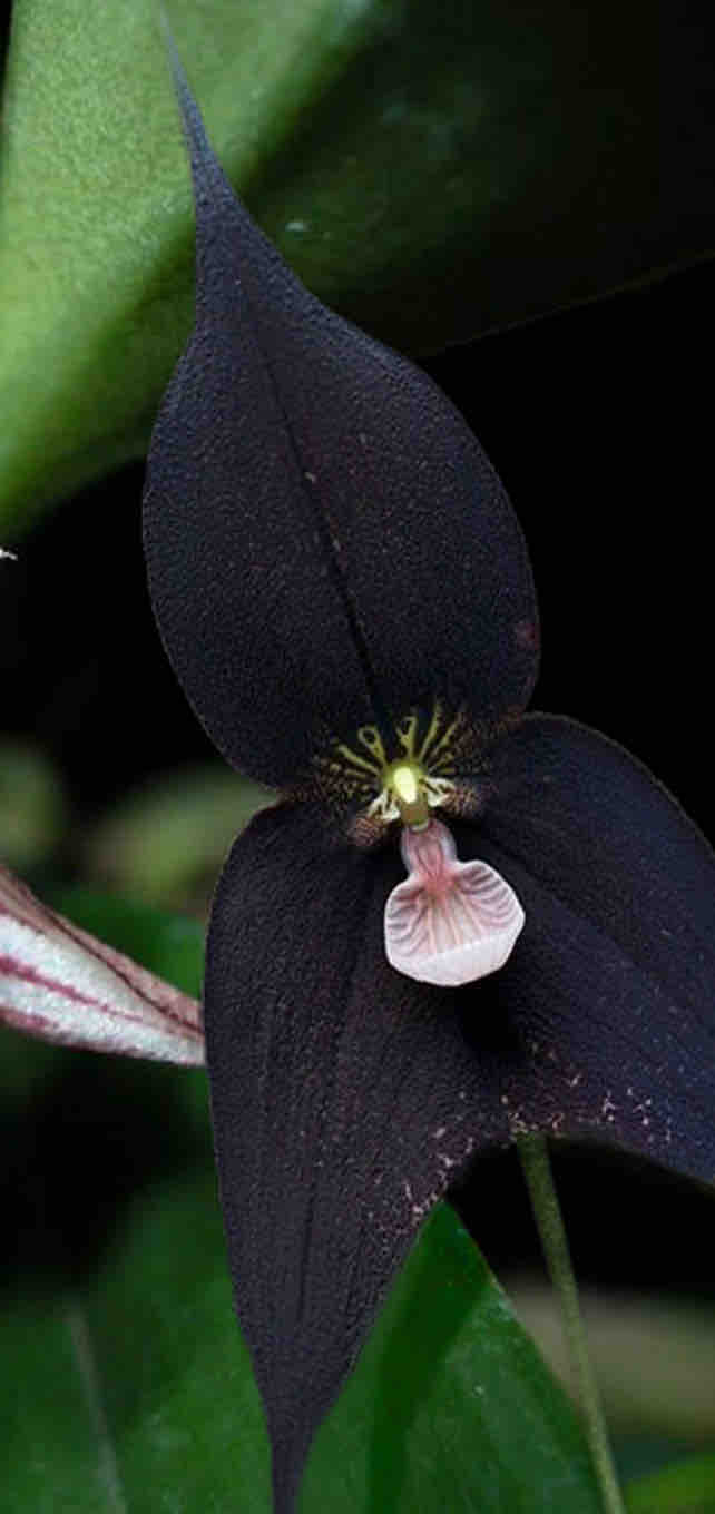 Schwarze Orchidee Kaufen