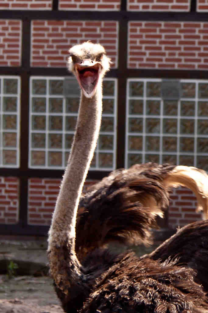 Vogelpark Walsrode (58) Vogelpark Walsrode (58)