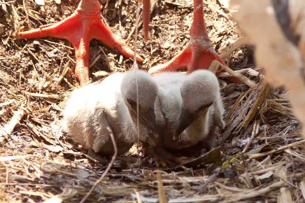 Vogelpark Walsrode - Storche mit Babies (21)