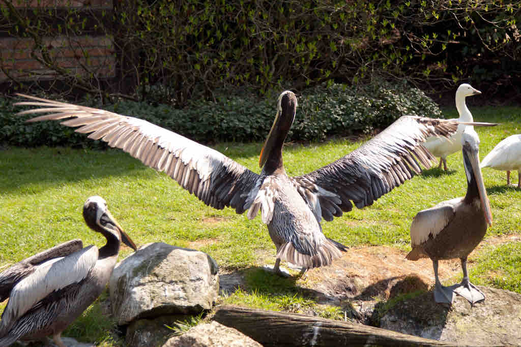 Vogelpark Walsrode - Pelikan (19)