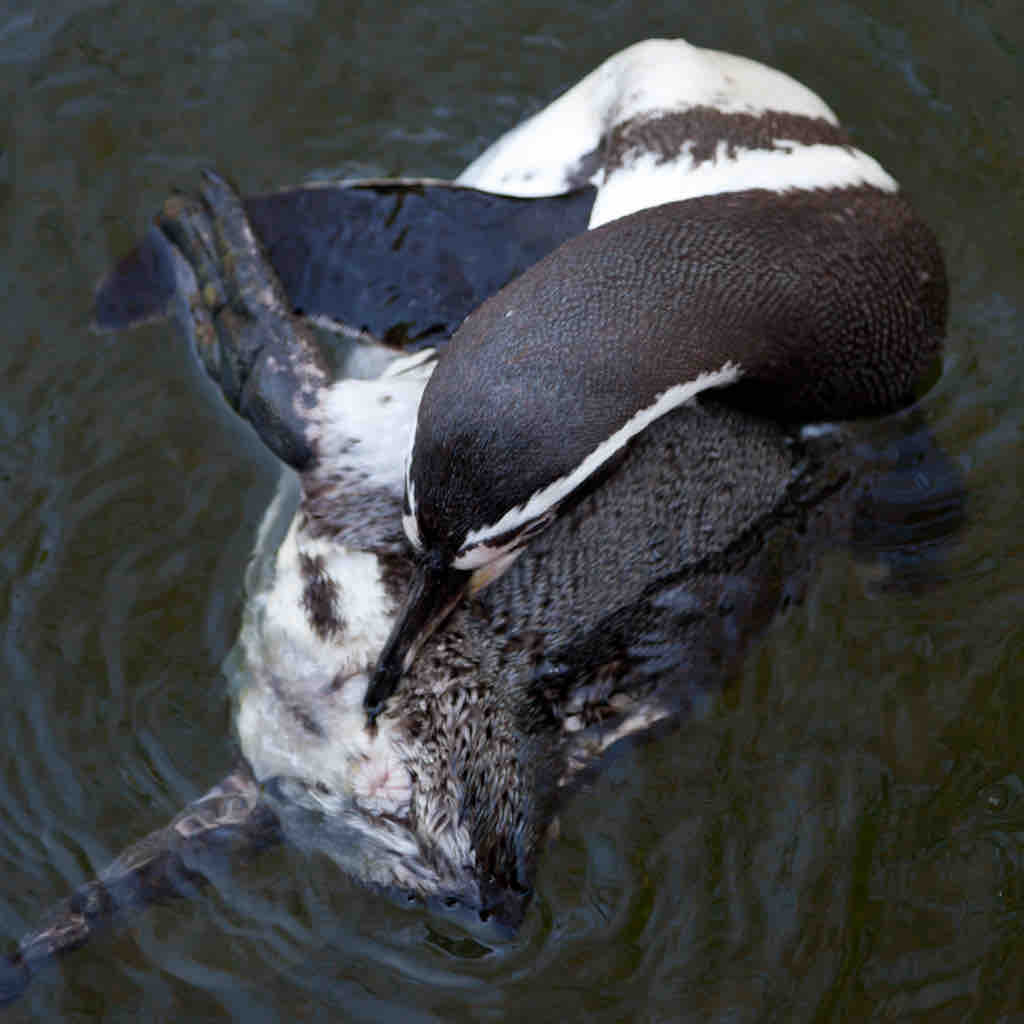 Vogelpark Walsrode - Pinguin
